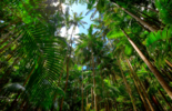 Rainforest Alliance Certifikacia - Bureau Veritas